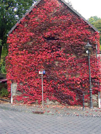 Haus mit Weinreben