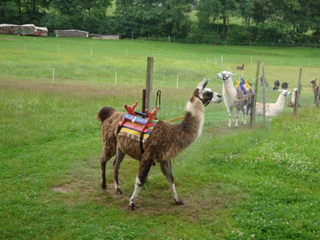 Lamas in Poppenhausen