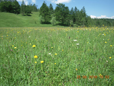 Blumenwiese