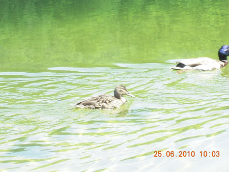 Enten