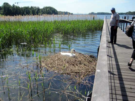 Schwanennest am Seesteg