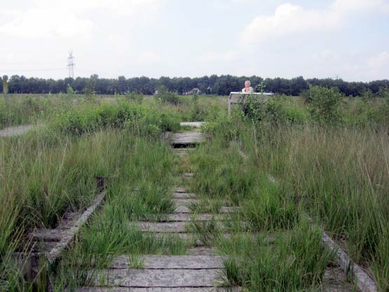 Bohlenweg übers Moor