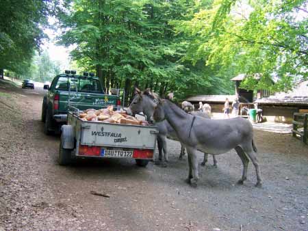 Esel Wildpark Daun