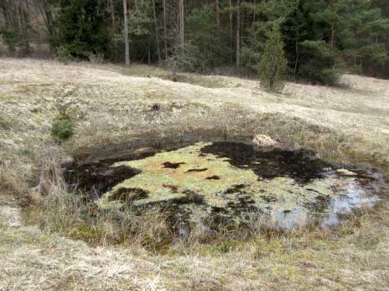 Wasserloch auf der Höhe