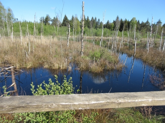 Abgestorbener Birkenwald