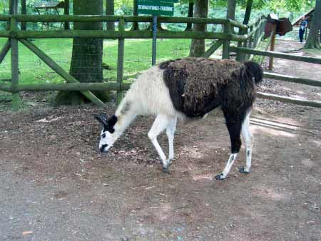 Lama Wildpark Daun