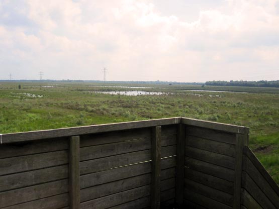 Blick vom Turm auf das Moor