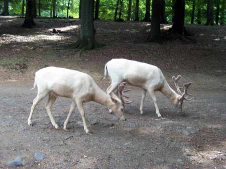 Weisser Hirsch Wildpark Daun