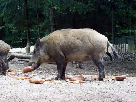 Wildschweine Fütterung