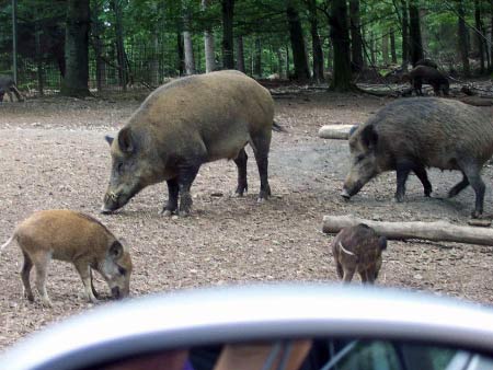 Wildschweine Wildpark Daun