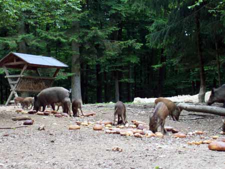 Wildschweinrotte Daun